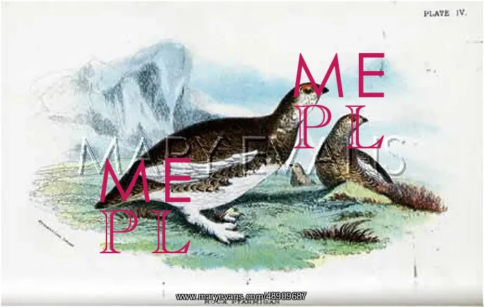  : PTARMIGAN (O.GRANT)