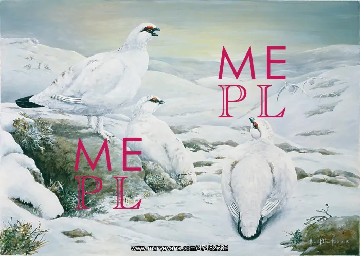 : Ptarmigan ' in the snow : Ptarmigan ' in the snow