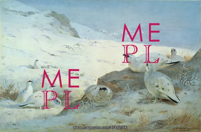 : Ptarmigan in Snow : Ptarmigan in Snow