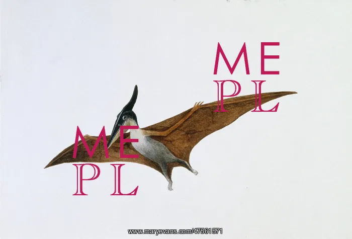 : Pteranodon : Pteranodon