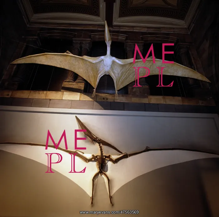 : Pteranodon : Pteranodon