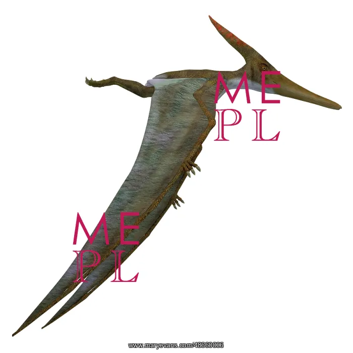 : Pteranodon flying reptile, side view : Pteranodon flying reptile, side view