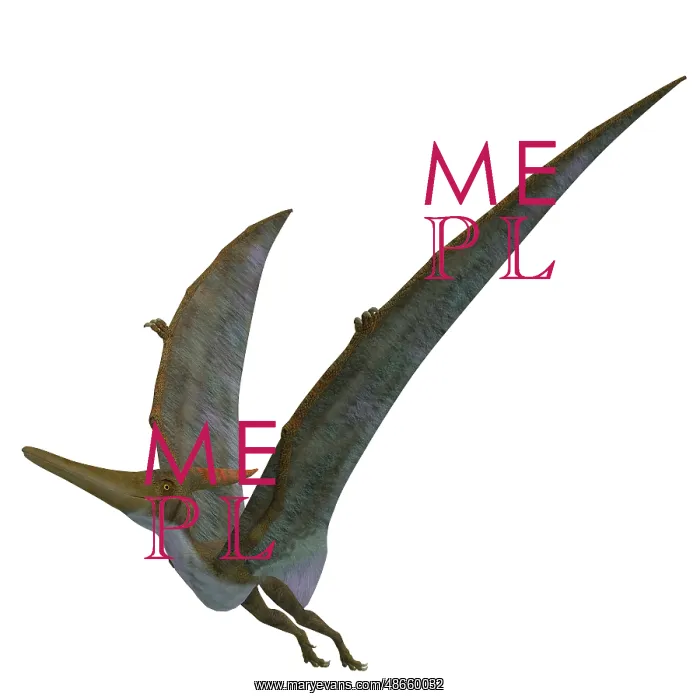 : Pteranodon flying reptile on white background : Pteranodon flying reptile on white background