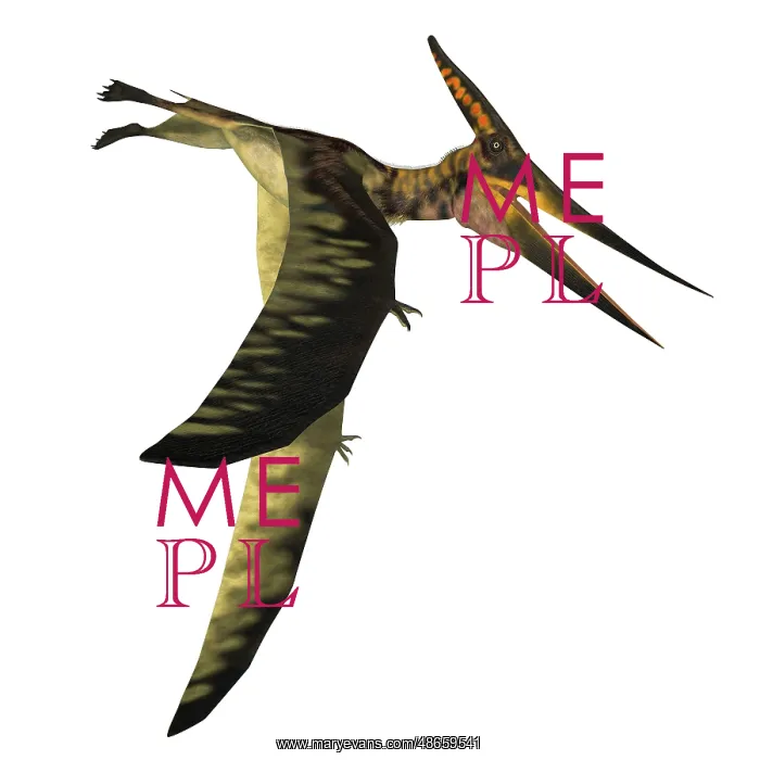 : Pteranodon flying reptile with wings down, side : Pteranodon flying reptile with wings down, side
