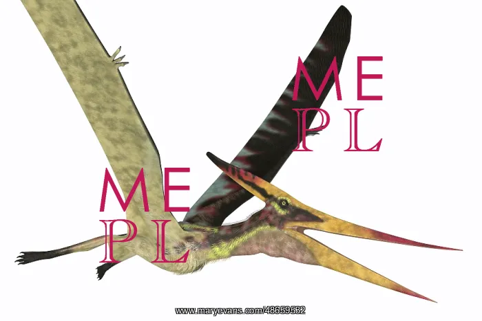 : Pteranodon flying reptile with wings up, side : Pteranodon flying reptile with wings up, side