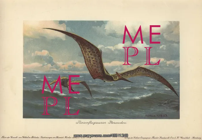 : Pteranodon, large flying pterosaur from the : Pteranodon, large flying pterosaur from the