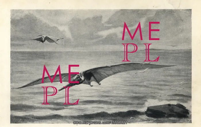 : Pteranodon longiceps : Pteranodon longiceps