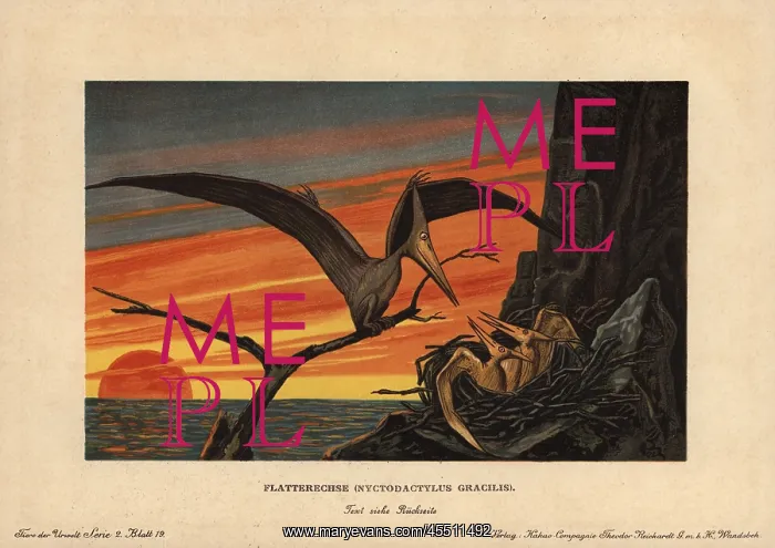 : Pteranodon, Nyctodactylus gracilis, extinct : Pteranodon, Nyctodactylus gracilis, extinct