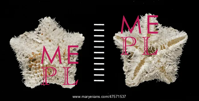 : Pteraster acicula, starfish : Pteraster acicula, starfish