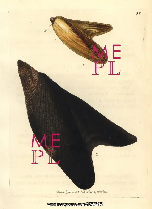 : Pteria avicular shells : Pteria avicular shells