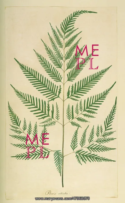 : Pteridium aquilinum, bracken : Pteridium aquilinum, bracken