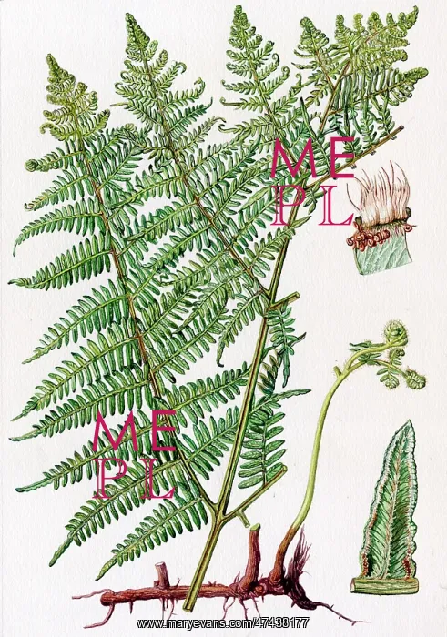  : Pteris aquilina