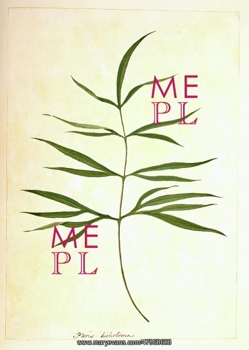 : Pteris denticulata, brake fern : Pteris denticulata, brake fern