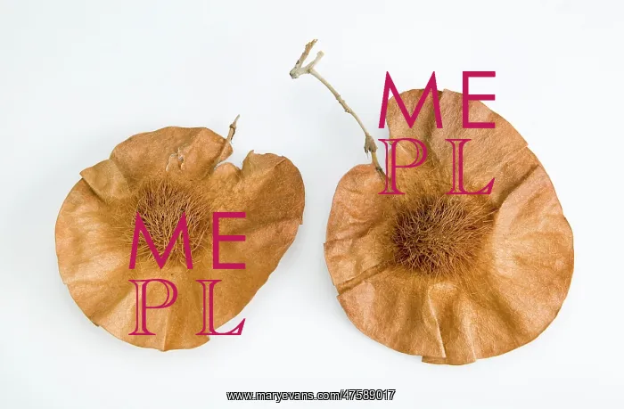 : Pterocarpus angolensis : Pterocarpus angolensis