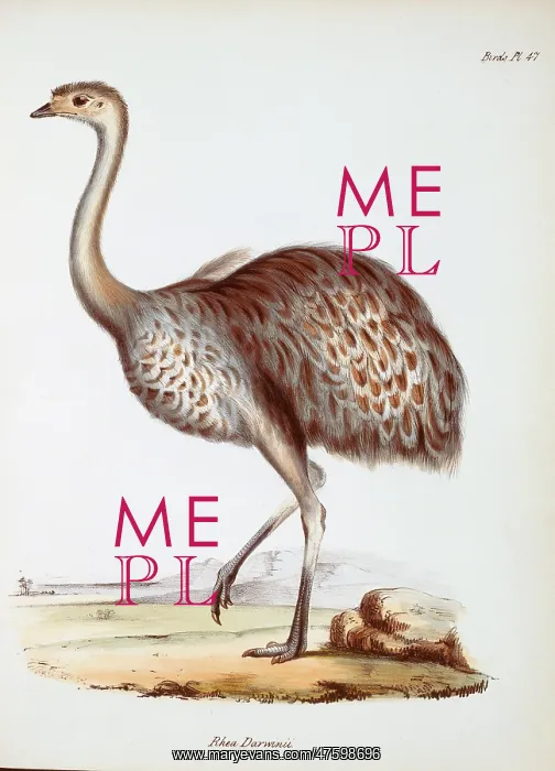 : Pterocnemia pennata, lesser rhea : Pterocnemia pennata, lesser rhea