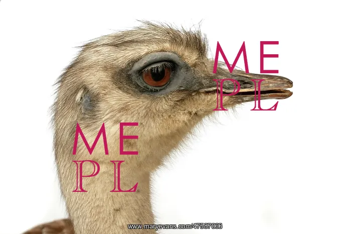 : Pterocnemia pennata pennata, rhea : Pterocnemia pennata pennata, rhea