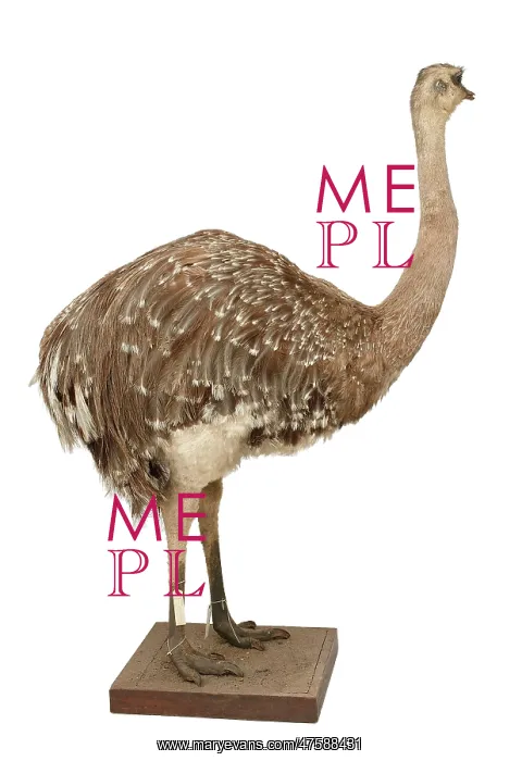 : Pterocnemia pennata pennata, rhea : Pterocnemia pennata pennata, rhea