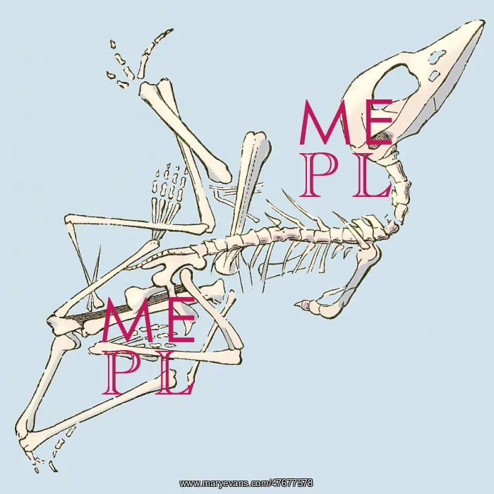: Pterodactyl Fossil, Illustration : Pterodactyl Fossil, Illustration