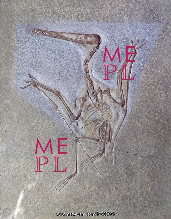 : Pterodactyl kochi : Pterodactyl kochi