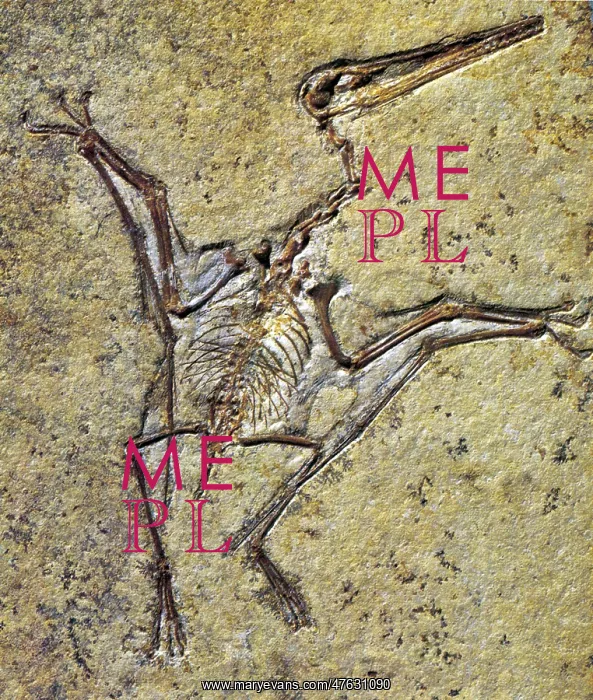 : Pterodactylus : Pterodactylus