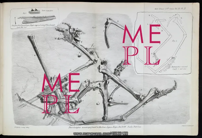 : Pterodactylus macronyx : Pterodactylus macronyx