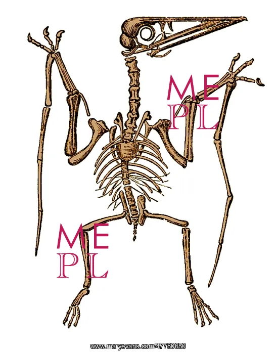  : Pterodactylus Skeleton, Extinct Flying Reptile