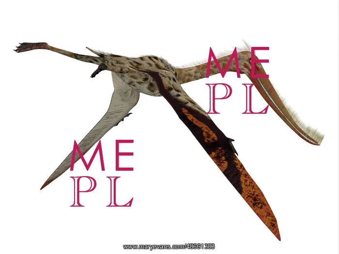 : Pterodaustro pterosaur : Pterodaustro pterosaur