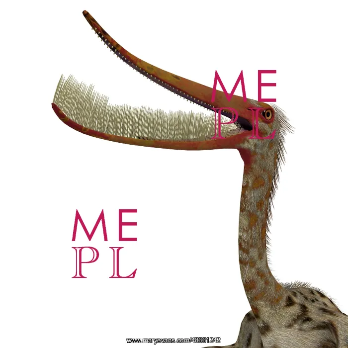 : Pterodaustro pterosaur head with mouth open : Pterodaustro pterosaur head with mouth open