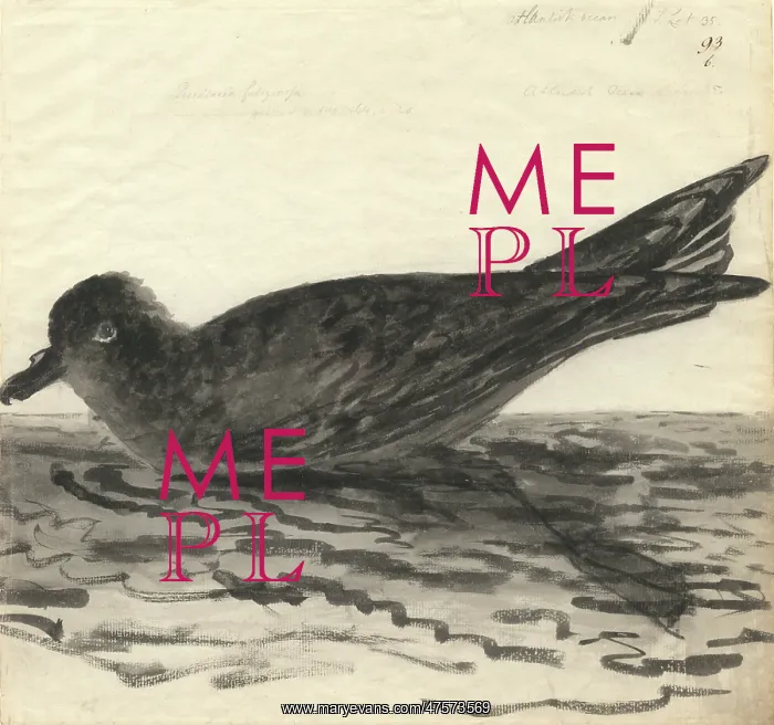 : Pterodroma macroptera, great-winged petrel : Pterodroma macroptera, great-winged petrel