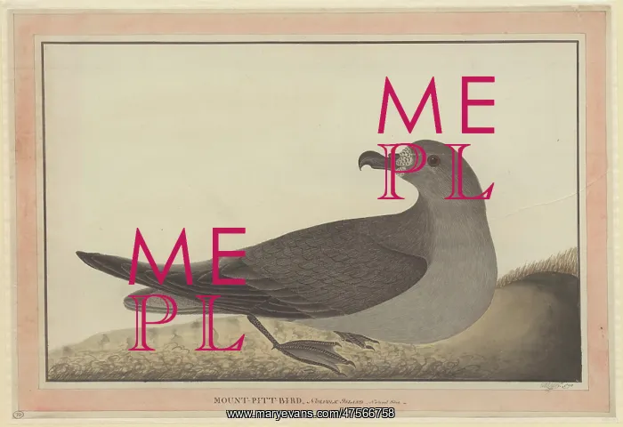: Pterodroma solandri, Providence petrel : Pterodroma solandri, Providence petrel