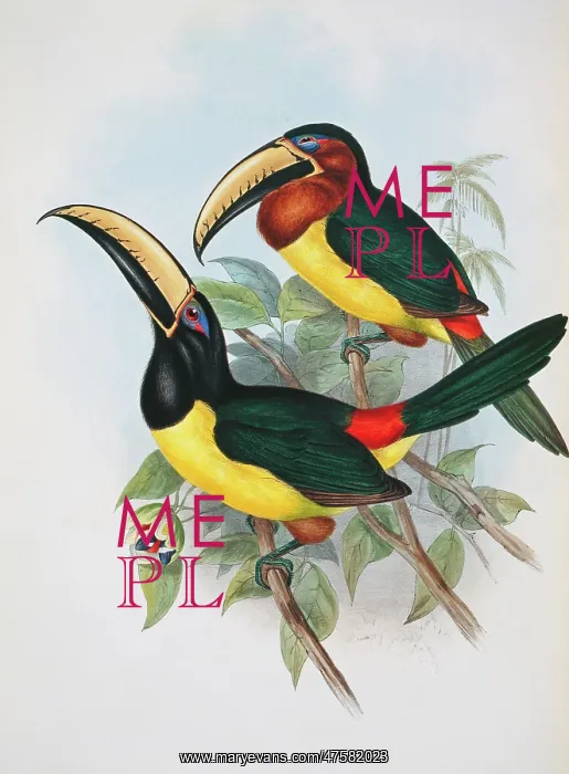: Pteroglossus inscriptus humboldti, lettered aracari : Pteroglossus inscriptus humboldti, lettered aracari