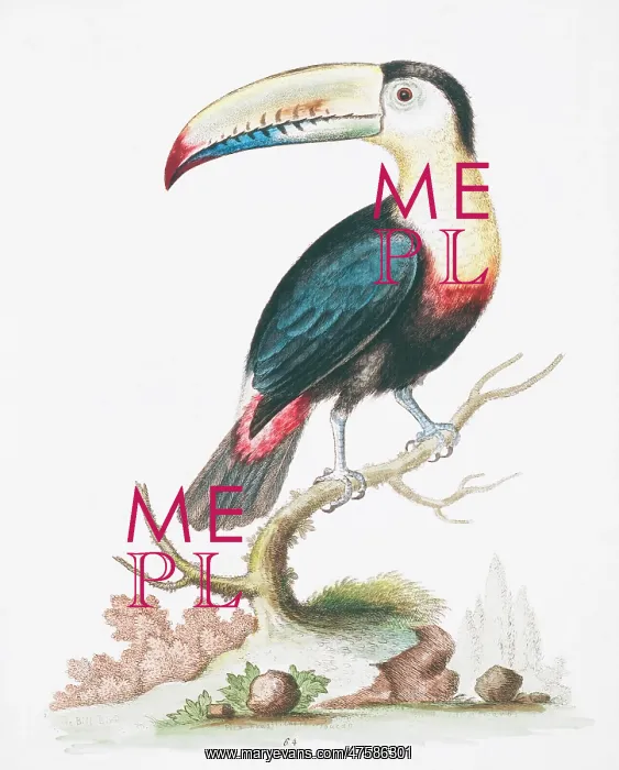: Pteroglossus sp. toucan : Pteroglossus sp. toucan