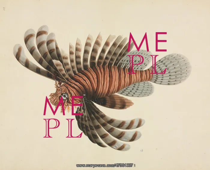 : Pterois volitans, red lionfish : Pterois volitans, red lionfish