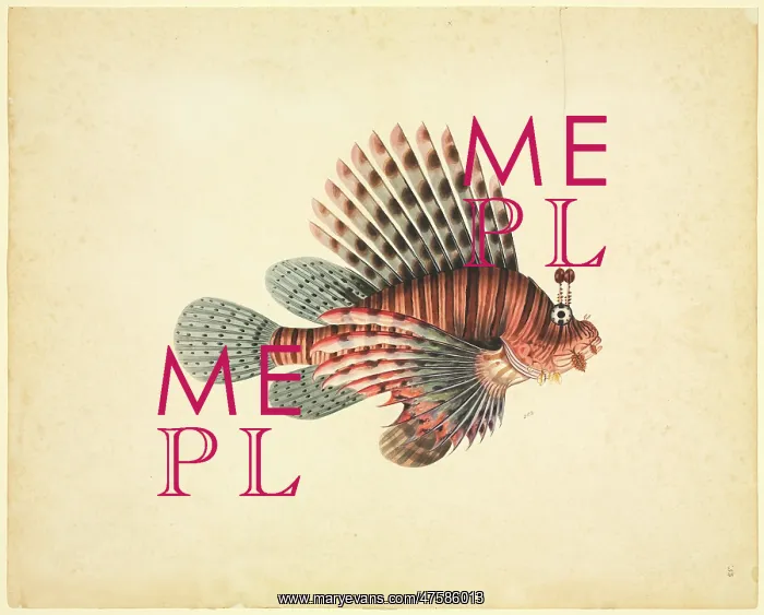 : Pterois volitans, red lionfish : Pterois volitans, red lionfish