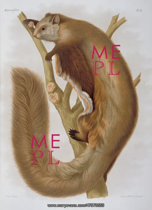 : Pteromys melanopterus, Chinese flying squirrel : Pteromys melanopterus, Chinese flying squirrel