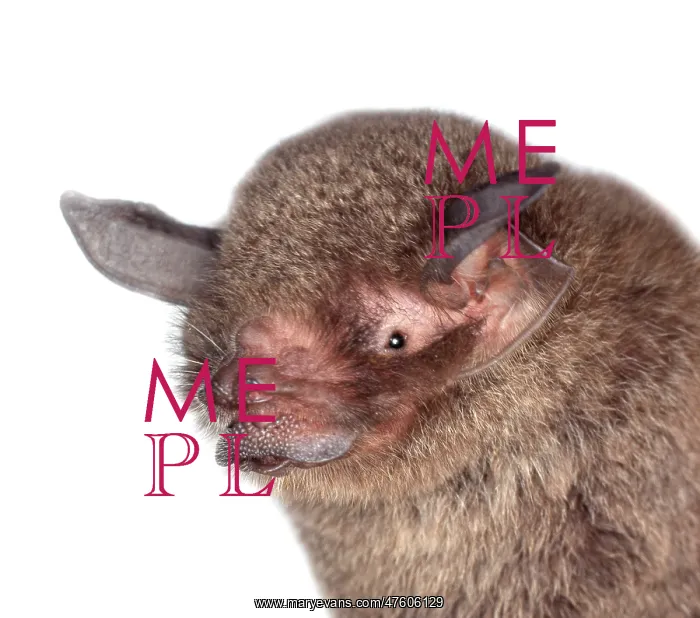: Pteronotus parnellii mesoamericanus, common mustached bat : Pteronotus parnellii mesoamericanus, common mustached bat