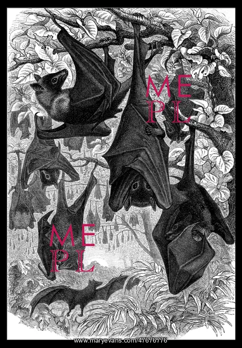 : Pteropus, Flying Foxes : Pteropus, Flying Foxes