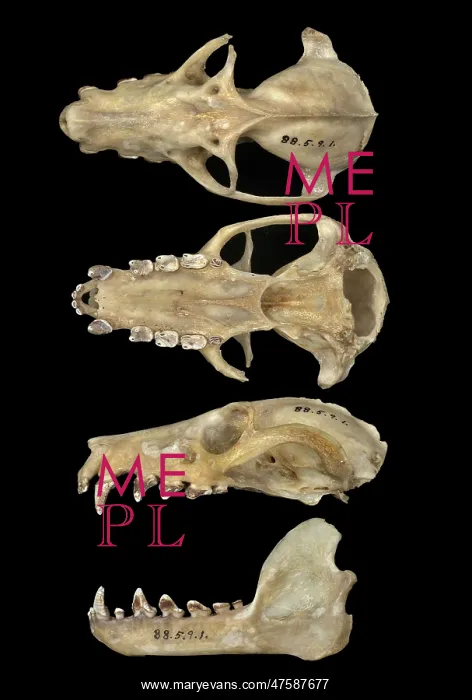 : Pteropus livingstonii, Comoro black flying fox : Pteropus livingstonii, Comoro black flying fox