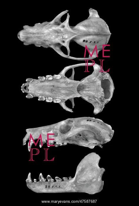 : Pteropus livingstonii, Comoro black flying fox : Pteropus livingstonii, Comoro black flying fox