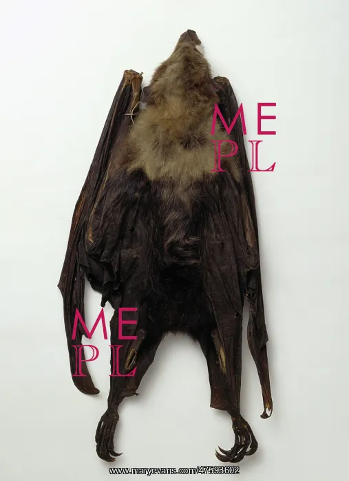 : Pteropus loochoensis, Okinawa flying fox : Pteropus loochoensis, Okinawa flying fox