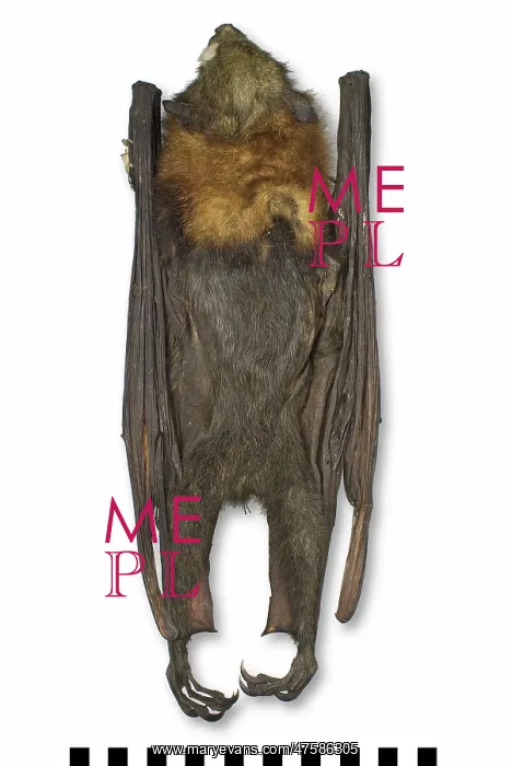 : Pteropus poliocephalus, grey-headed flying-fox : Pteropus poliocephalus, grey-headed flying-fox
