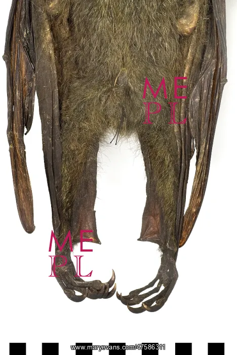 : Pteropus poliocephalus, grey-headed flying-fox : Pteropus poliocephalus, grey-headed flying-fox