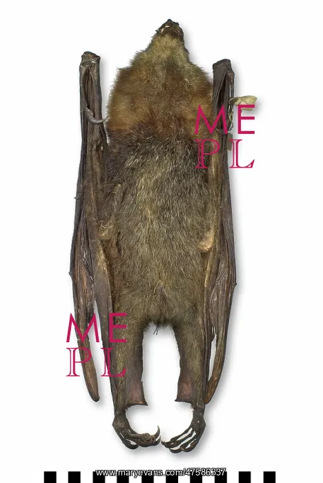: Pteropus poliocephalus, grey-headed flying-fox : Pteropus poliocephalus, grey-headed flying-fox
