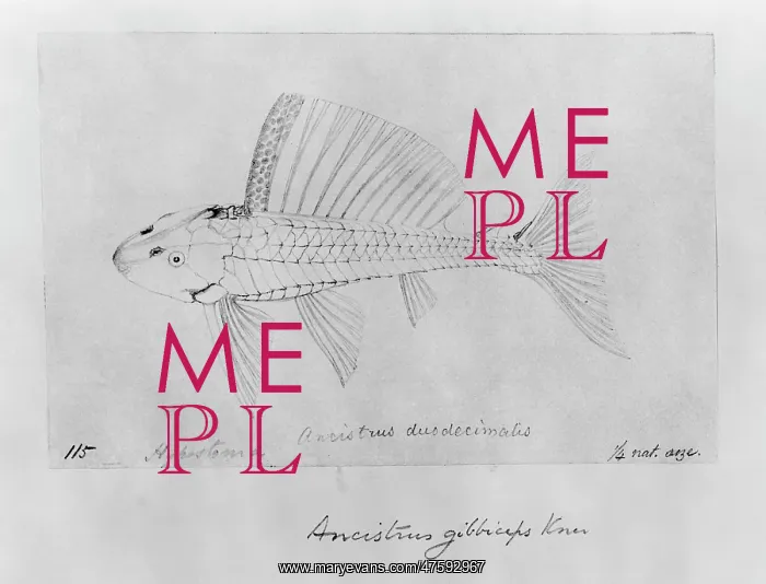 : Pterygolichthys gibbiceps, sailfin pleco : Pterygolichthys gibbiceps, sailfin pleco