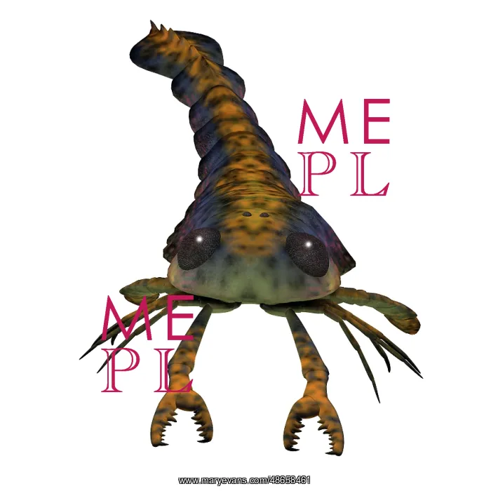 : Pterygotus, an extinct arthropod, front view on : Pterygotus, an extinct arthropod, front view on