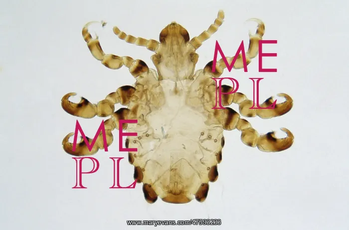 : Pthirus gorillae, gorilla louse : Pthirus gorillae, gorilla louse