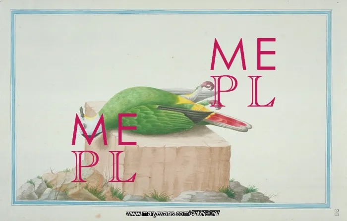 : Ptilinopus sp. fruit dove : Ptilinopus sp. fruit dove