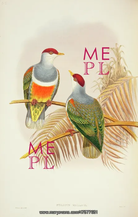 : Ptilinopus wallacii, Wallace's fruit-dove : Ptilinopus wallacii, Wallace's fruit-dove