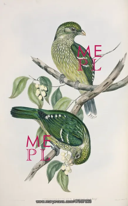 : Ptilonorhynchus violaceus, satin bowerbird : Ptilonorhynchus violaceus, satin bowerbird