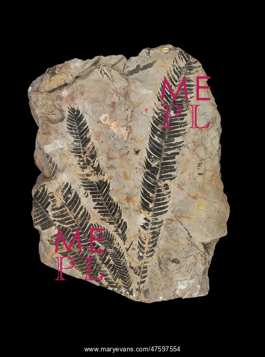 : Ptilophyllum pectinoides : Ptilophyllum pectinoides